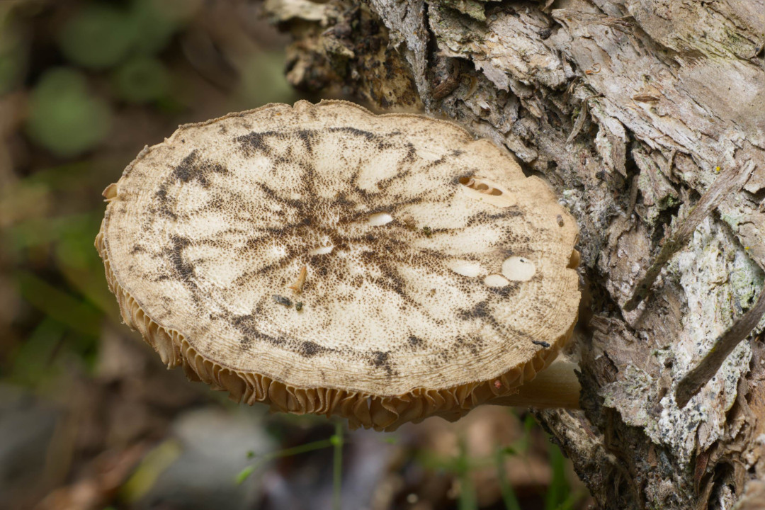 2026 02 06 18 20 49 BR8S4