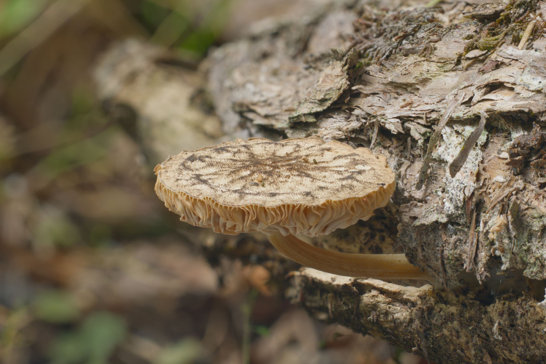 2026 02 06 18 21 19 BR8S4