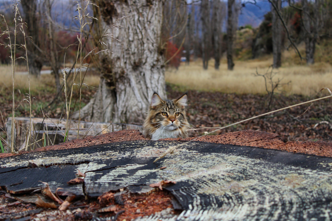 IMG EOS 1500D100 3770