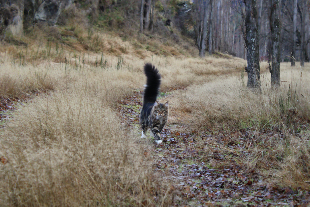 There's a lion in the meadow 