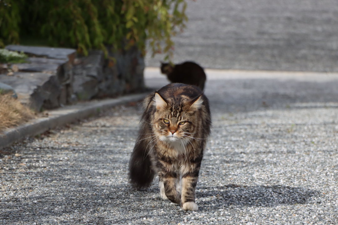 IMG EOS 90D1001127
